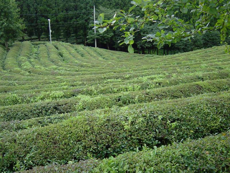 [Boseong-Tea-field -  ] -  ŬϽø ũ⸦   ֽϴ.