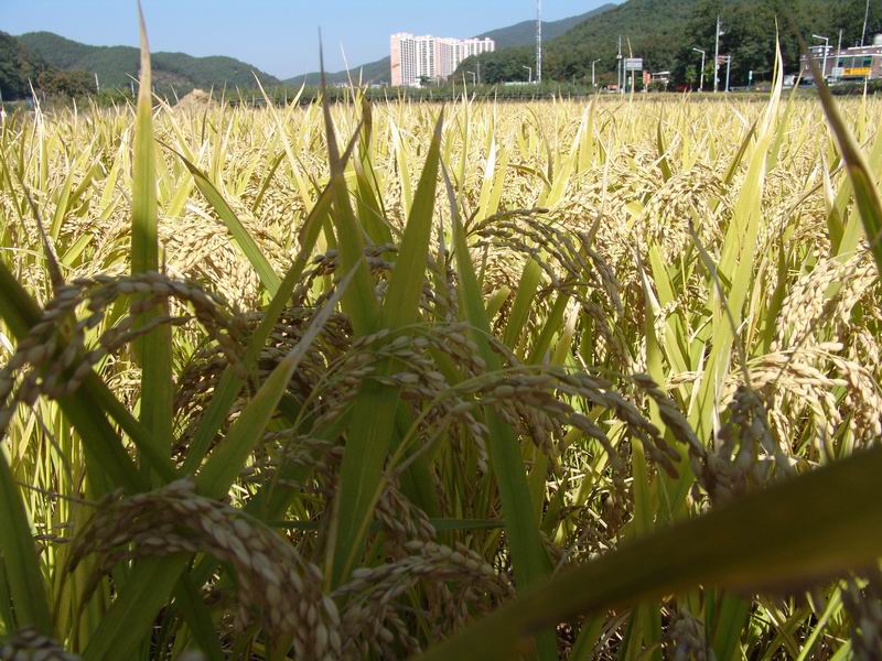 [The rice plant - ] -  ŬϽø ũ⸦   ֽϴ.