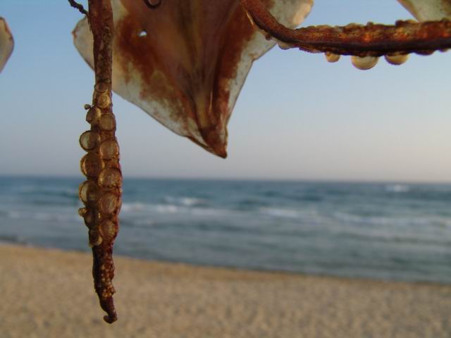 [drying the squid at the Jumunjin port ֹ ¡ ] -  ŬϽø ũ⸦   ֽϴ.