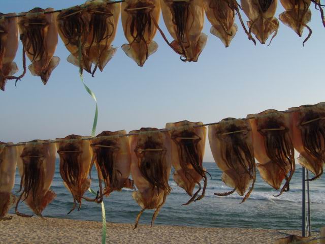 [drying the squid at the Jumunjin port ֹ ¡ ] -  ŬϽø ũ⸦   ֽϴ.