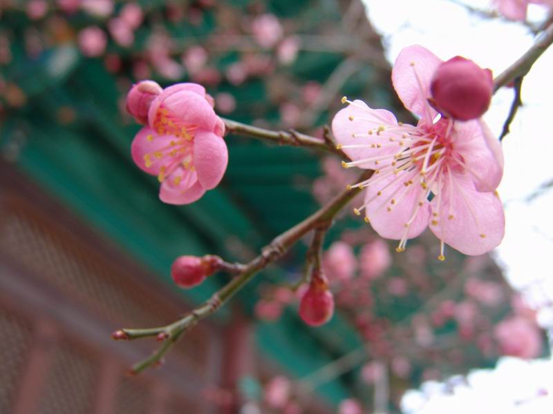 [Plum Blossoms in winter - 1 ܿ ȫ] -  ŬϽø ũ⸦   ֽϴ.