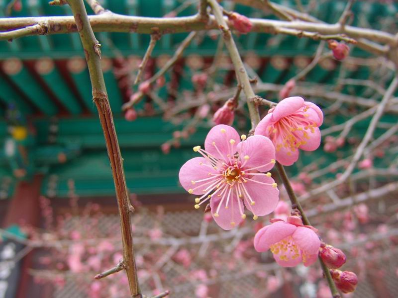 [Plum Blossoms in winter - 1 ܿ ȫ] -  ŬϽø ũ⸦   ֽϴ.