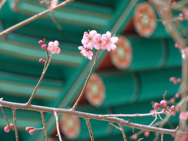 [Plum Blossoms in winter - 2 ܿ ȫ] -  ŬϽø ũ⸦   ֽϴ.