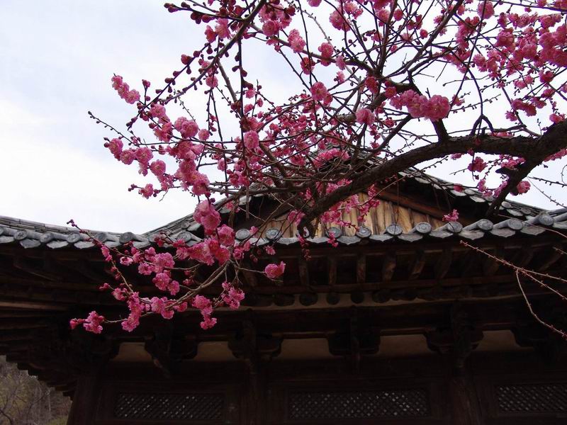 [Plum Blossoms in winter - 2 ܿ ȫ] -  ŬϽø ũ⸦   ֽϴ.