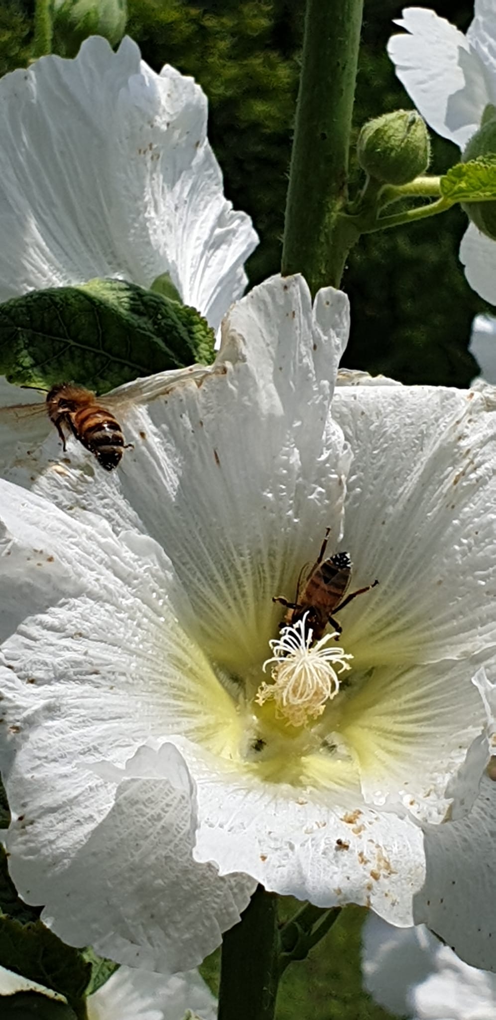 [Recent Works : Breezing Petals - Hollyhock ò] -  ŬϽø ũ⸦   ֽϴ.