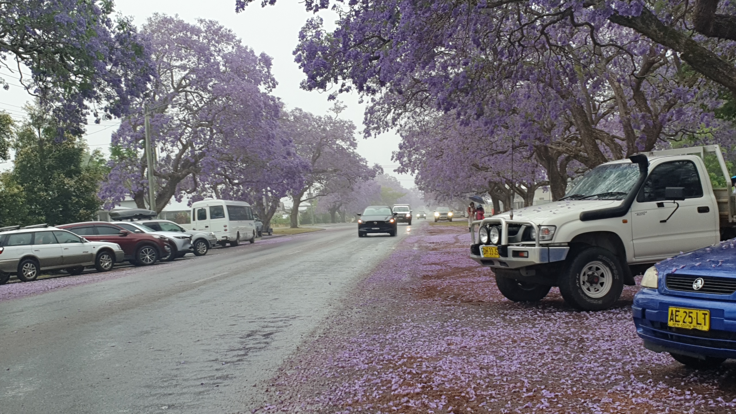[In the city of Jacaranda Grafton 그래프튼에서] - 사진을 클릭하시면 원본크기를 보실 수 있습니다.