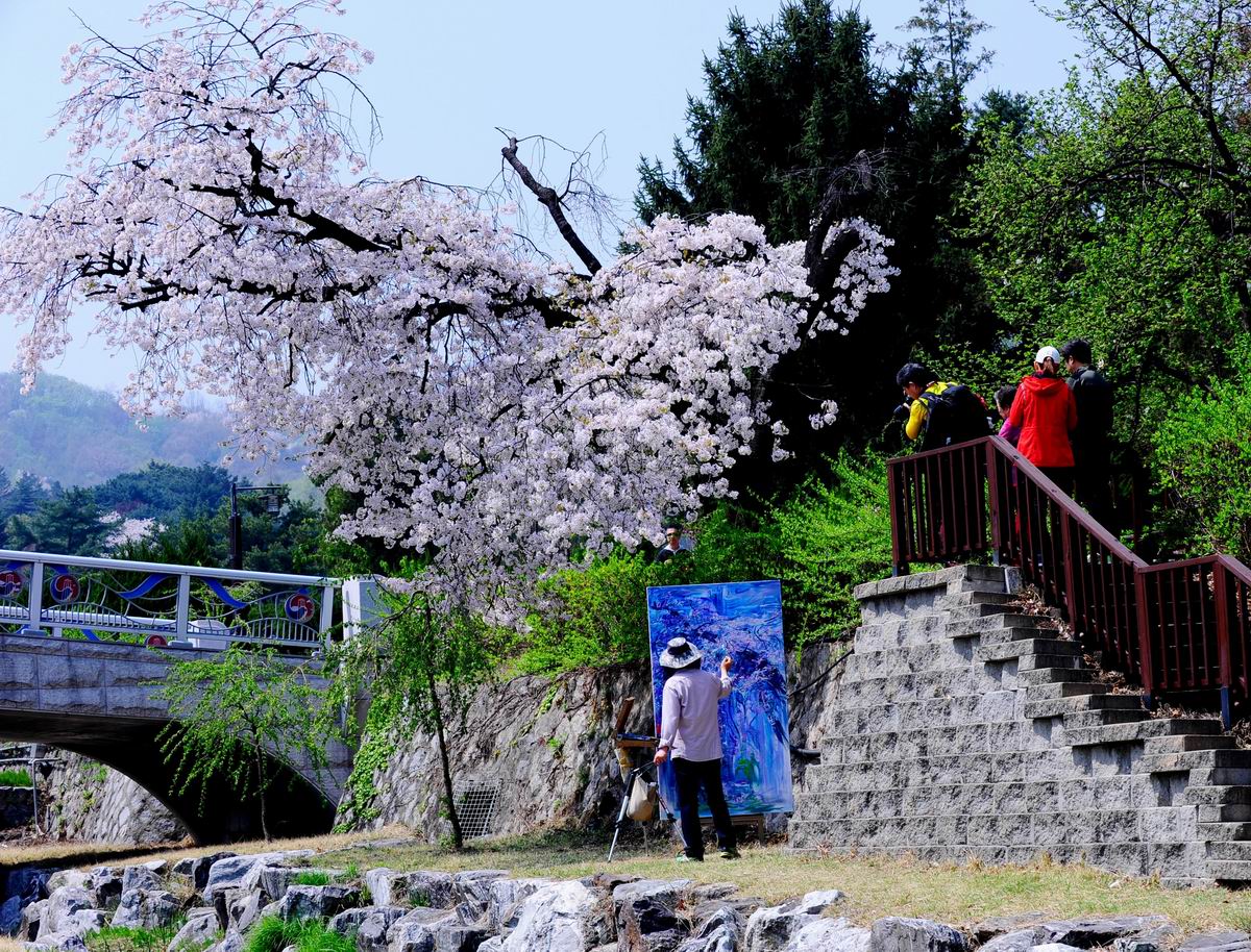 [Cherry blossoms 수양 벚꽃] - 사진을 클릭하시면 원본크기를 보실 수 있습니다.